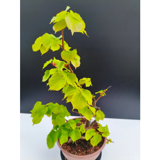 Żywe Drzewko Bonsai Lipa Drobnolistna Tilia Cordata 53cm 11-letnia 007