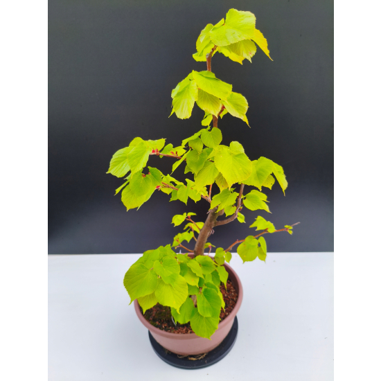 Żywe Drzewko Bonsai Lipa Drobnolistna Tilia Cordata 53cm 11-letnia 007