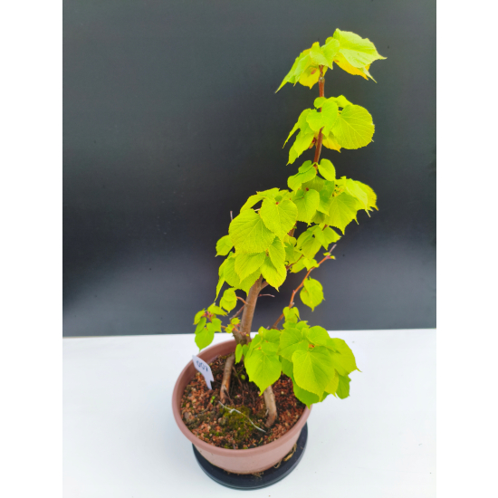 Żywe Drzewko Bonsai Lipa Drobnolistna Tilia Cordata 53cm 11-letnia 007
