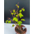 Żywe Drzewko Bonsai Lipa Drobnolistna Tilia Cordata 47cm 11-letnia 010