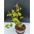 Żywe Drzewko Bonsai Lipa Drobnolistna Tilia Cordata 47cm 11-letnia 010