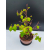 Żywe Drzewko Bonsai Lipa Drobnolistna Tilia Cordata 47cm 11-letnia 010