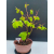 Żywe Drzewko Bonsai Lipa Drobnolistna Tilia Cordata 47cm 11-letnia 010