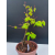 Żywe Drzewko Bonsai Lipa Drobnolistna Tilia Cordata 47cm 11-letnia 010