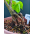 Żywe Drzewko Bonsai Lipa Drobnolistna Tilia Cordata 47cm 11-letnia 010