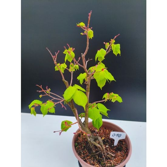 Żywe Drzewko Bonsai Lipa Drobnolistna Tilia Cordata 47cm 11-letnia 010