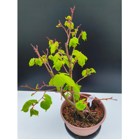 Żywe Drzewko Bonsai Lipa Drobnolistna Tilia Cordata 47cm 11-letnia 010
