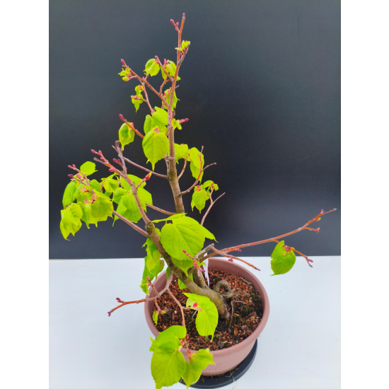 Żywe Drzewko Bonsai Lipa Drobnolistna Tilia Cordata 47cm 11-letnia 010