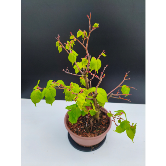 Żywe Drzewko Bonsai Lipa Drobnolistna Tilia Cordata 47cm 11-letnia 010