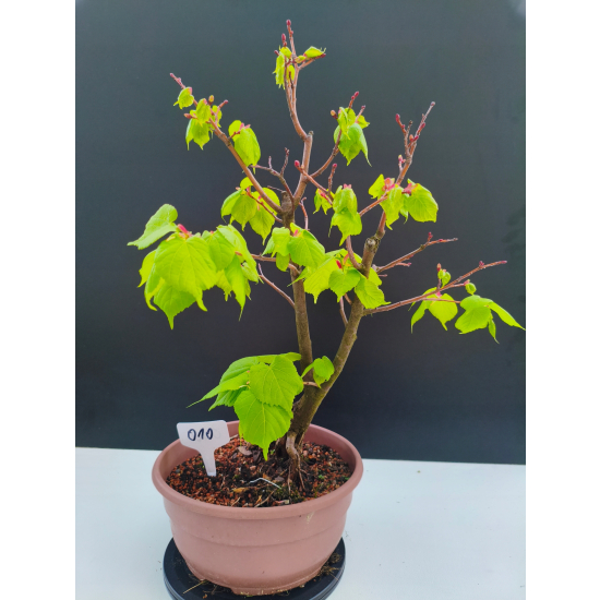 Żywe Drzewko Bonsai Lipa Drobnolistna Tilia Cordata 47cm 11-letnia 010