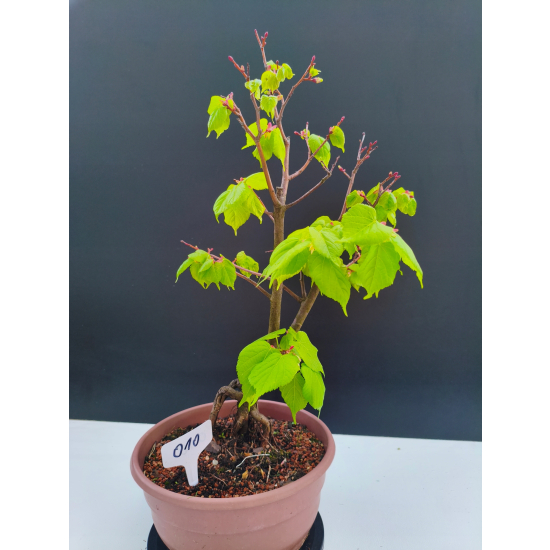 Żywe Drzewko Bonsai Lipa Drobnolistna Tilia Cordata 47cm 11-letnia 010