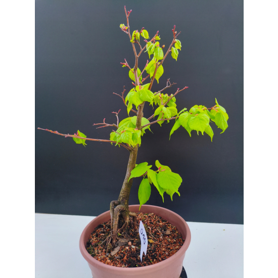 Żywe Drzewko Bonsai Lipa Drobnolistna Tilia Cordata 47cm 11-letnia 010