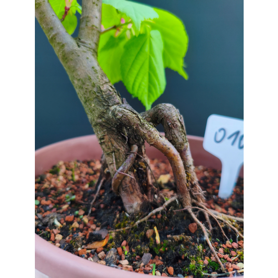 Żywe Drzewko Bonsai Lipa Drobnolistna Tilia Cordata 47cm 11-letnia 010