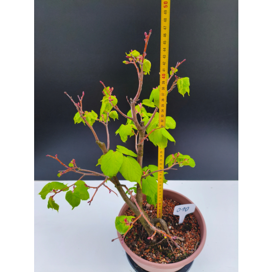 Żywe Drzewko Bonsai Lipa Drobnolistna Tilia Cordata 47cm 11-letnia 010