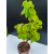 Żywe Drzewko Bonsai Lipa Drobnolistna Tilia Cordata 72cm 11-letnia 006