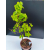 Żywe Drzewko Bonsai Lipa Drobnolistna Tilia Cordata 72cm 11-letnia 006
