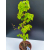 Żywe Drzewko Bonsai Lipa Drobnolistna Tilia Cordata 72cm 11-letnia 006