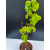 Żywe Drzewko Bonsai Lipa Drobnolistna Tilia Cordata 72cm 11-letnia 006
