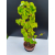 Żywe Drzewko Bonsai Lipa Drobnolistna Tilia Cordata 72cm 11-letnia 006