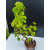 Żywe Drzewko Bonsai Lipa Drobnolistna Tilia Cordata 72cm 11-letnia 006