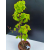 Żywe Drzewko Bonsai Lipa Drobnolistna Tilia Cordata 72cm 11-letnia 006
