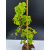 Żywe Drzewko Bonsai Lipa Drobnolistna Tilia Cordata 72cm 11-letnia 006