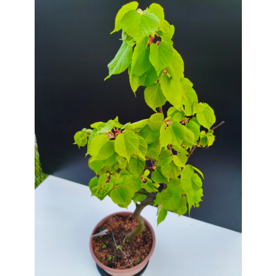 Żywe Drzewko Bonsai Lipa Drobnolistna Tilia Cordata 72cm 11-letnia 006