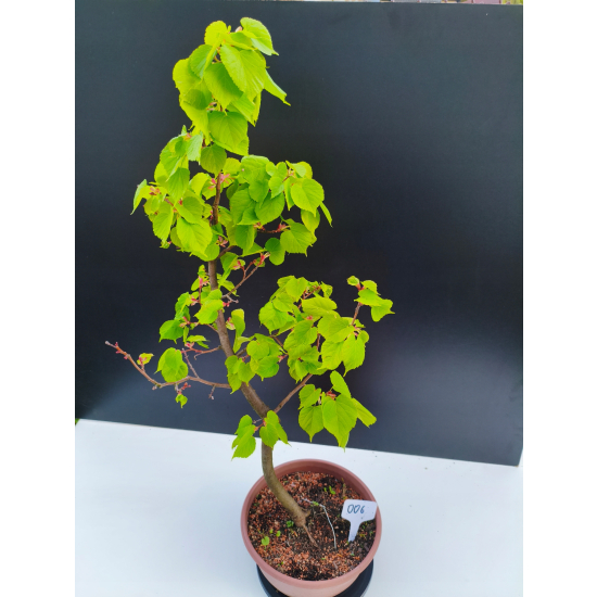 Żywe Drzewko Bonsai Lipa Drobnolistna Tilia Cordata 72cm 11-letnia 006