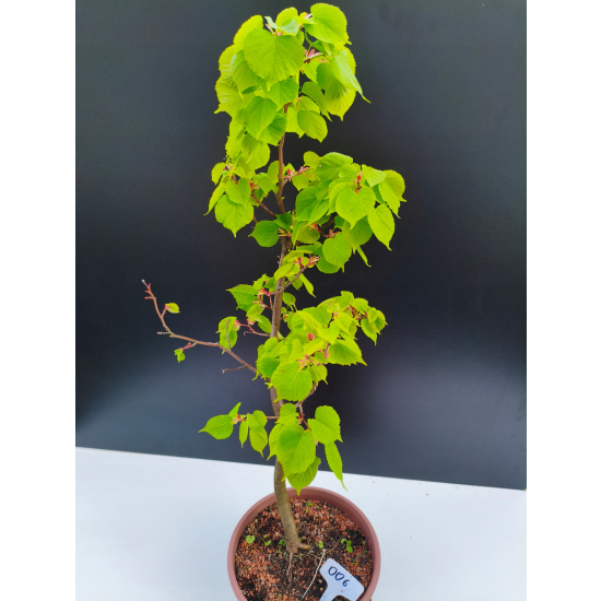 Żywe Drzewko Bonsai Lipa Drobnolistna Tilia Cordata 72cm 11-letnia 006