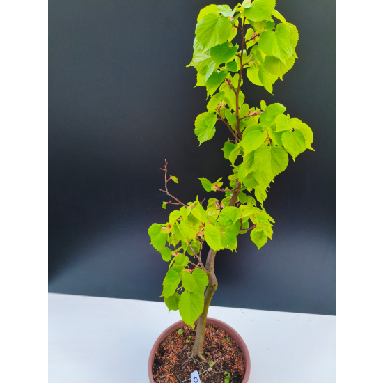 Żywe Drzewko Bonsai Lipa Drobnolistna Tilia Cordata 72cm 11-letnia 006