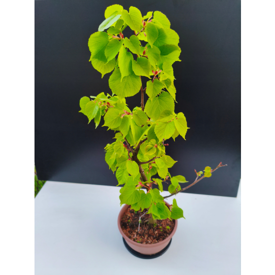 Żywe Drzewko Bonsai Lipa Drobnolistna Tilia Cordata 72cm 11-letnia 006
