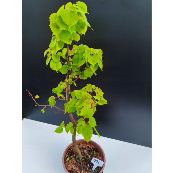 Żywe Drzewko Bonsai Lipa Drobnolistna Tilia Cordata 72cm 11-letnia 006