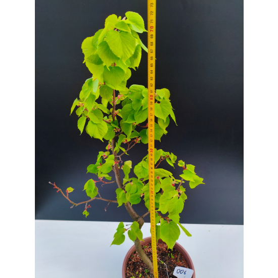 Żywe Drzewko Bonsai Lipa Drobnolistna Tilia Cordata 72cm 11-letnia 006
