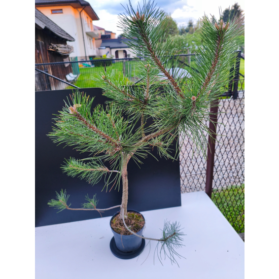 Sosna Czarna Nigra w doniczce 11 lat sadzonka przycinana pod chmurki kule