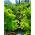 Żywe Drzewka Bonsai Modrzew Europejski Larix 11 letnie losowy egzemplarz