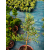 Żywe Drzewka Bonsai Modrzew Europejski Larix 11 letnie losowy egzemplarz