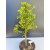 Żywe Drzewka Bonsai Modrzew Europejski Larix 11 letnie losowy egzemplarz