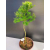 Żywe Drzewka Bonsai Modrzew Europejski Larix 11 letnie losowy egzemplarz