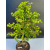 Żywe Drzewka Bonsai Modrzew Europejski Larix 11 letnie losowy egzemplarz