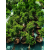 Żywe Drzewka Bonsai Modrzew Europejski Larix 11 letnie losowy egzemplarz