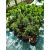 Żywe Drzewka Bonsai Modrzew Europejski Larix 11 letnie losowy egzemplarz