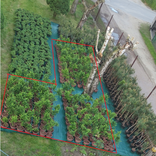 Żywe Drzewka Bonsai Modrzew Europejski Larix 11 letnie losowy egzemplarz