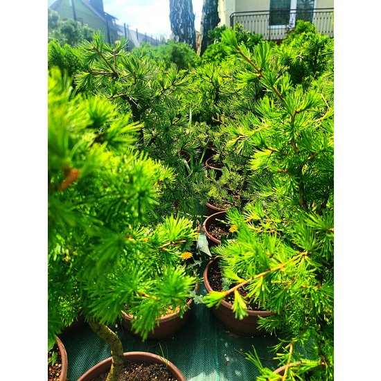 Żywe Drzewka Bonsai Modrzew Europejski Larix 11 letnie losowy egzemplarz