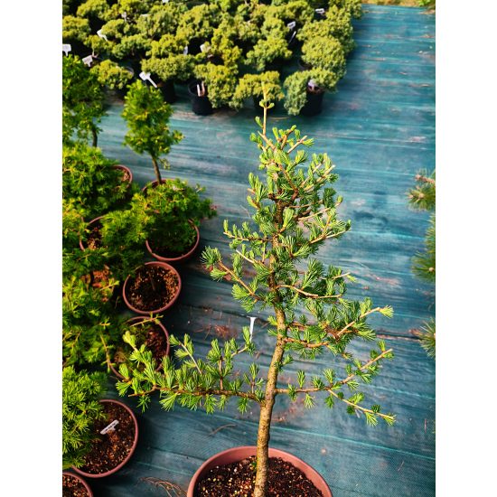 Żywe Drzewka Bonsai Modrzew Europejski Larix 11 letnie losowy egzemplarz