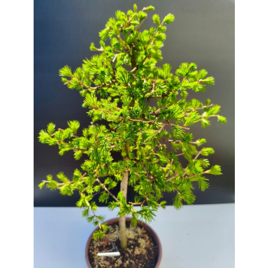 Żywe Drzewka Bonsai Modrzew Europejski Larix 11 letnie losowy egzemplarz