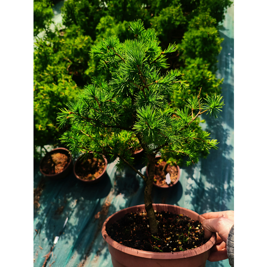 Żywe Drzewka Bonsai Modrzew Europejski Larix 11 letnie losowy egzemplarz
