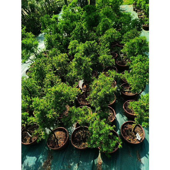 Żywe Drzewka Bonsai Modrzew Europejski Larix 11 letnie losowy egzemplarz