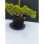 Żywe Drzewko Bonsai Jałowiec Rozesłany Procumbens 11-letni +GRATIS 529
