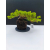 Żywe Drzewko Bonsai Jałowiec Rozesłany Procumbens 11-letni +GRATIS 529