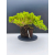 Żywe Drzewko Bonsai Jałowiec Rozesłany Procumbens 11-letni +GRATIS 529
